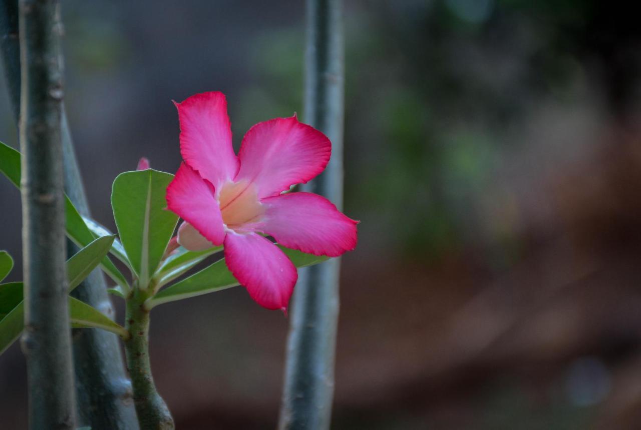 Janu Homestay แทนกาลเล ภายนอก รูปภาพ