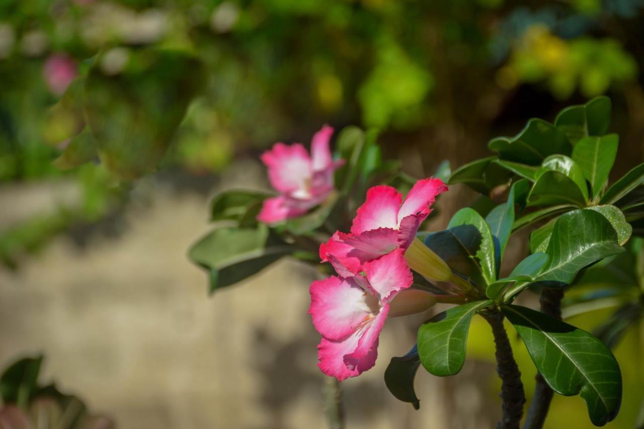Janu Homestay แทนกาลเล ภายนอก รูปภาพ